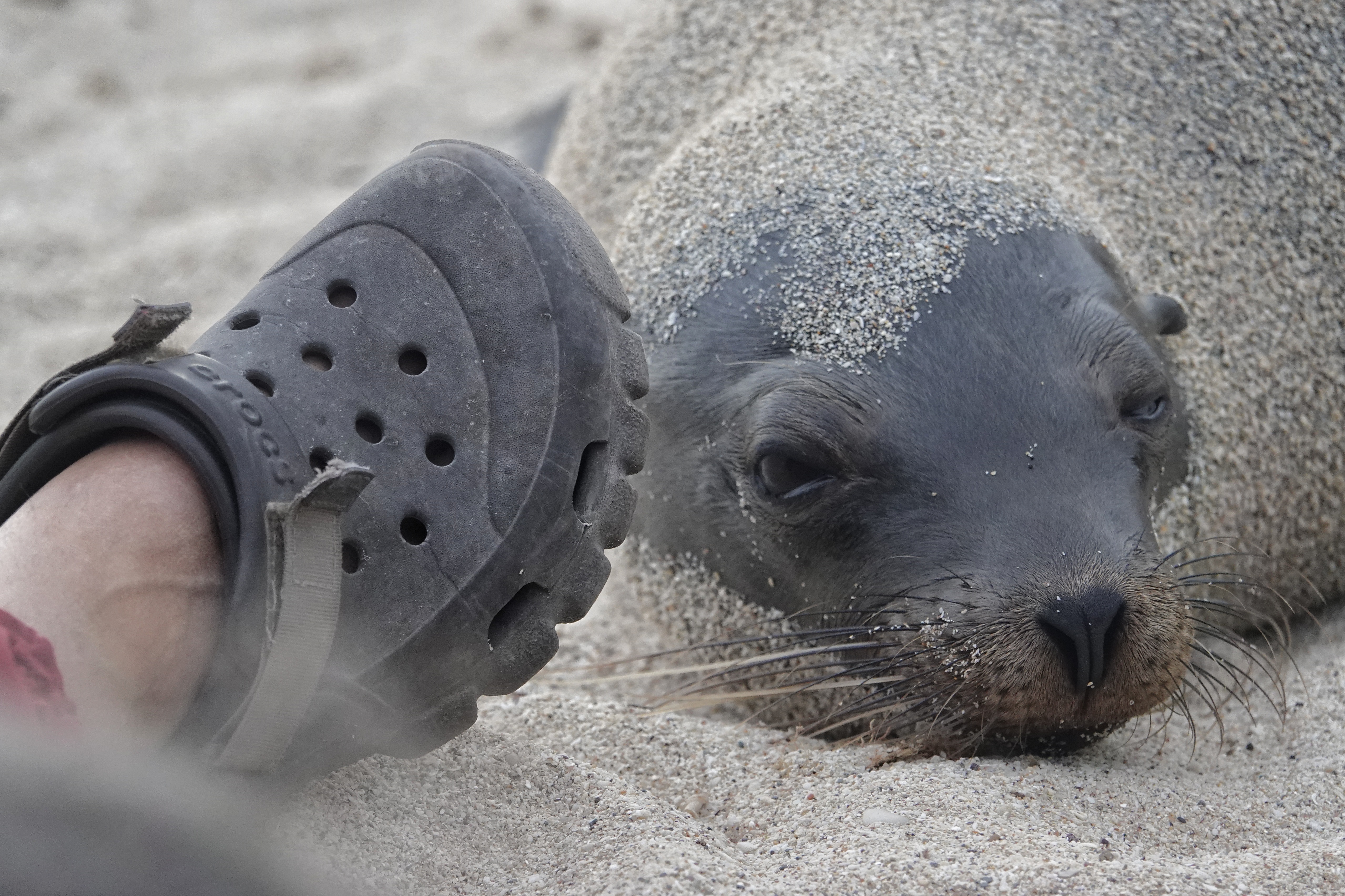 Jeune otarie